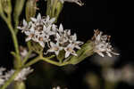 Hammock snakeroot